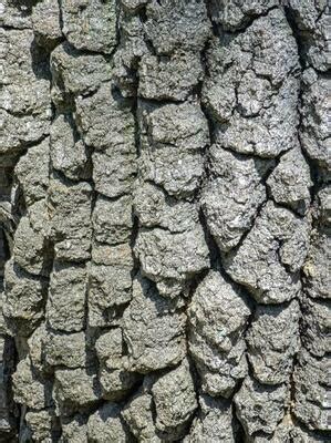 Tree Trunk Texture Stock Photos, Images and Backgrounds for Free Download