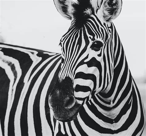 Zebra, Black and White Zebra HD wallpaper | Pxfuel