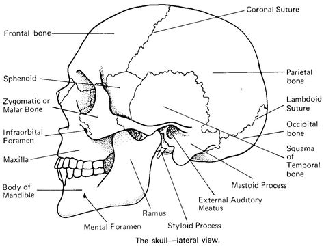 Bones Of The Skull Worksheet