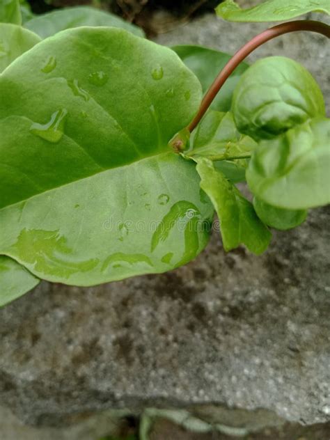 Binahong Leaves are Green with Water Droplets in the Garden Stock Photo - Image of binahong ...