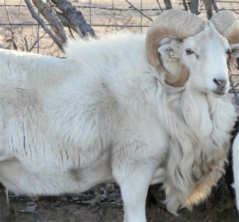 Earth Notes: Dahl Sheep | KNAU Arizona Public Radio