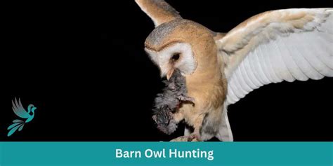 Silent Shadows: Barn Owl Hunting - Birds & Wetlands