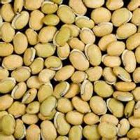 Dolichos Biflorus Seeds by Horticultural Impex from Dehradun Uttarakhand | ID - 6089278