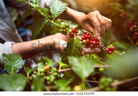 89+ Thousand Coffee Farm Royalty-Free Images, Stock Photos & Pictures ...