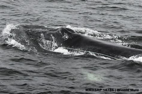 Whale Entanglement Team - Marine Life Studies