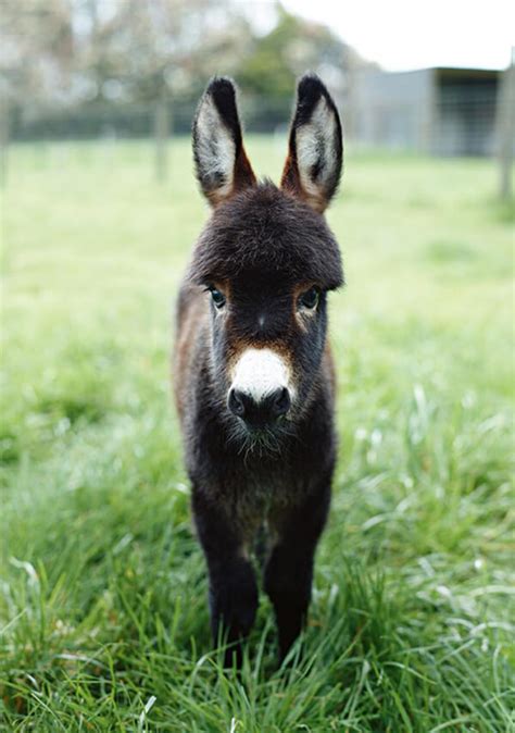 20 Adorable Photos of Baby Donkey - Design Swan