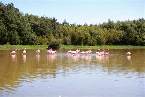 The Case Of The (Not) Missing Florida Flamingos