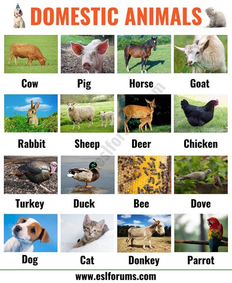 Big Animals Pictures With Names