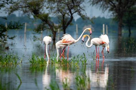 Nature Scenery or Natural Painting by Greater Flamingo Flock or Flamingos Family during Winter ...