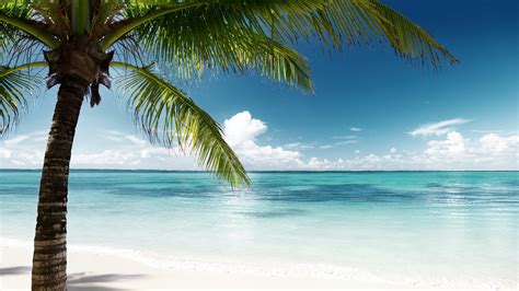 tropical, tree, ocean, 4K, lagoon, sky, blue water, tropical landscape, palm, sandy beach ...