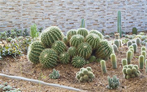 15 Cactus Garden Ideas (Photos) - Garden Lovers Club