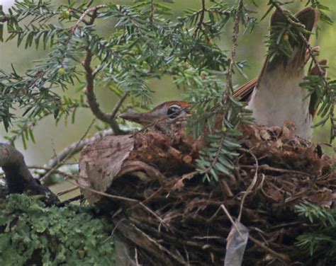 Wood Thrush Nest - 10,000 Birds