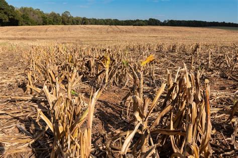 Millet or Sorghum Field after Harvest Stock Image - Image of plant, autumn: 161033463