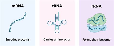 Types of RNA