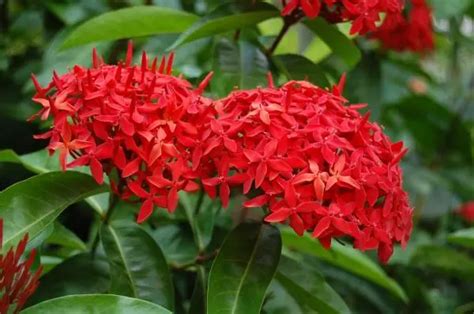 Ixora plant: care - DIY Gardens