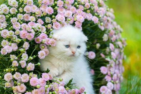 Cute Cat Pictures with Flowers – 1800Flowers Petal Talk