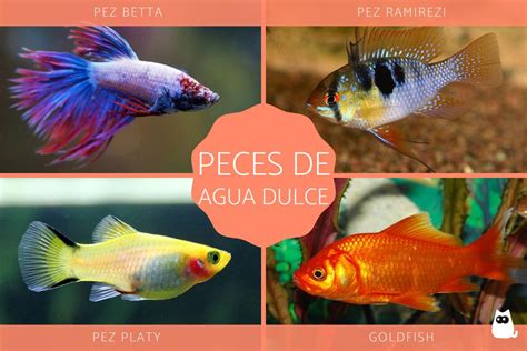 Miserable único combate tipos peces tropicales de agua dulce Imperialismo Contestar el teléfono ...