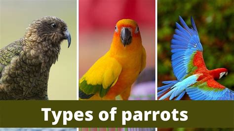 Types of parrots || Types of parrots in world || Types of parrots for pets - YouTube