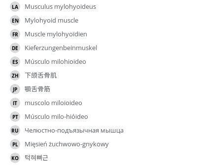 Mylohyoid muscle - vet-Anatomy - IMAIOS