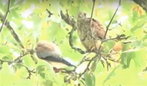 Europe's migrating birds in Gjirokastra, among them the Peregrine Falcon