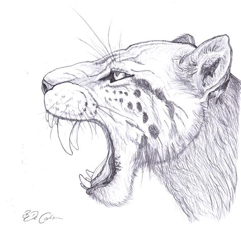 Saber Tooth Tiger Drawing