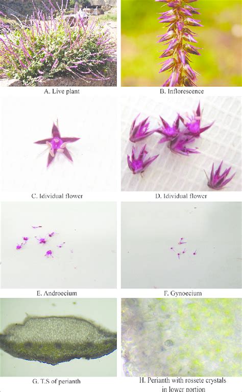 Live plant, inflorescence, individual flower, androecium, gynoecium,... | Download Scientific ...