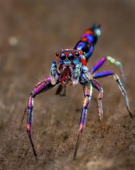 PsBattle: this colorful jumping spider : r/photoshopbattles