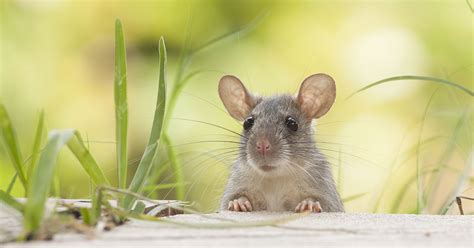 Types Of Rodents You Should Know About | Anteater Exterminating Inc.