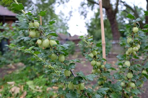 Gooseberry fooled? – Bandstand Beds