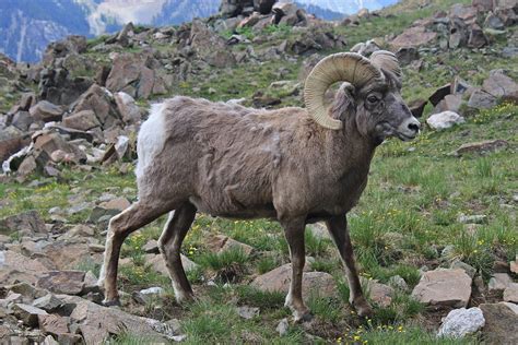 Bighorn sheep - Wikipedia