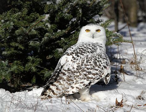 D. None of the Above: Bird expert shares thoughts on snowstorms, snowy owls and snow angels ...