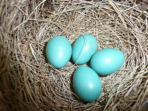 Robin Leaves Nest Eggs | Free Pictures Finder