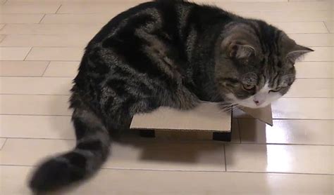 10 Funny Big Cats In Small Boxes - TipTopTens.com