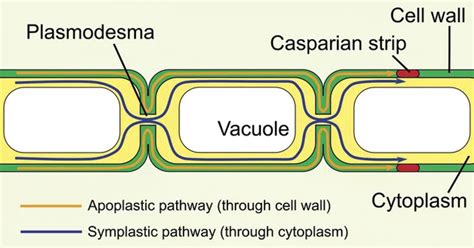 What are Plasmodesmata? An Introduction