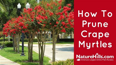 pruning crepe myrtle trees video - Hunter Melendez