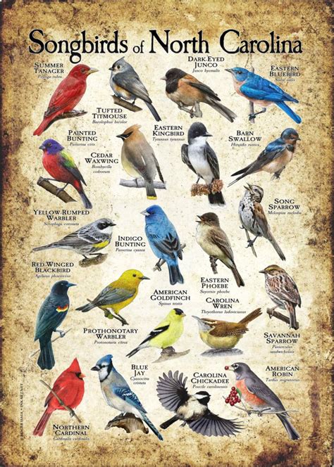 Songbirds of North Carolina Poster Print