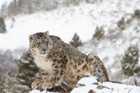 Snow Leopard Chases Prey Down Mountain