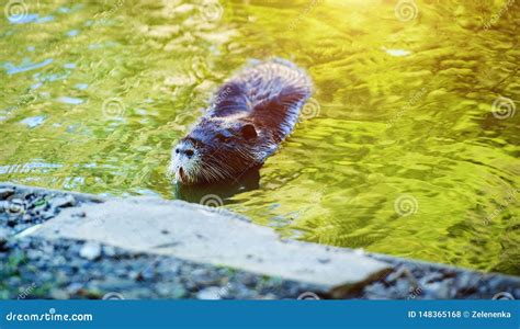 Nutria in river habitat stock photo. Image of coypus - 148365168