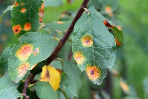 10 Common Apple Tree Diseases - Minneopa Orchards