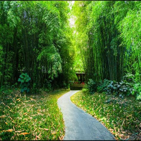 Foto Pemandangan Hutan Bambu