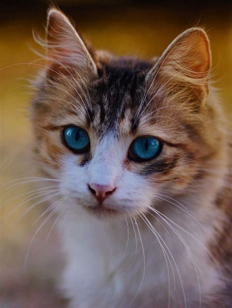 10 Popular Cat Breeds in America