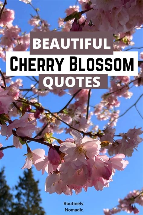 170 Blooming Cherry Blossom Quotes | Routinely Nomadic