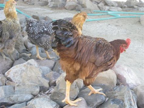 Production Red Rooster??? | BackYard Chickens - Learn How to Raise Chickens