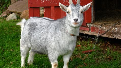 Pygmy Goat: What You Need to Know About this Miniature Breed