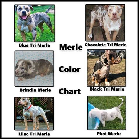 Pitbull Colors Chart