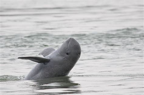 Irrawaddy Dolphin | Species | WWF