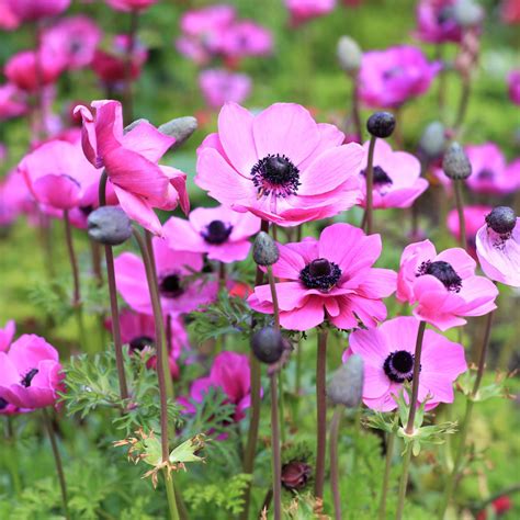 Anemone Rosea Bulbs | Pink Anemone with Black Center – Easy To Grow Bulbs