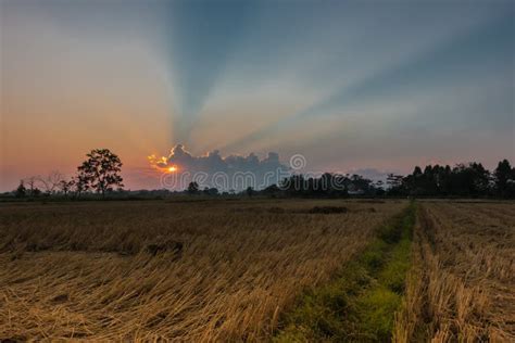 Sunset in the Rice Fields Harvested Stock Photo - Image of asian ...