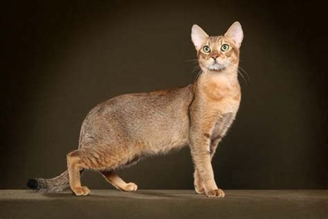 Chausie Cat Info, History, Personality, Kittens, Diet, Pictures