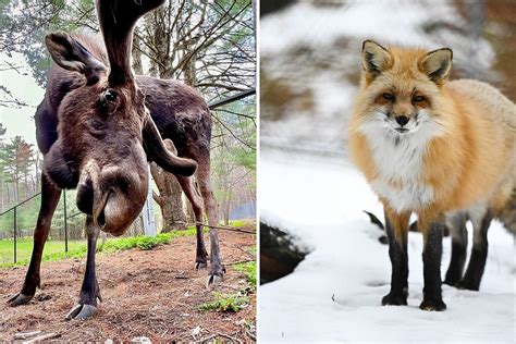 Looking for Adventure? Here's When the Maine Wildlife Park Opens